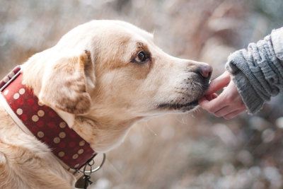 Оберег для собаки: как защитить своего питомца