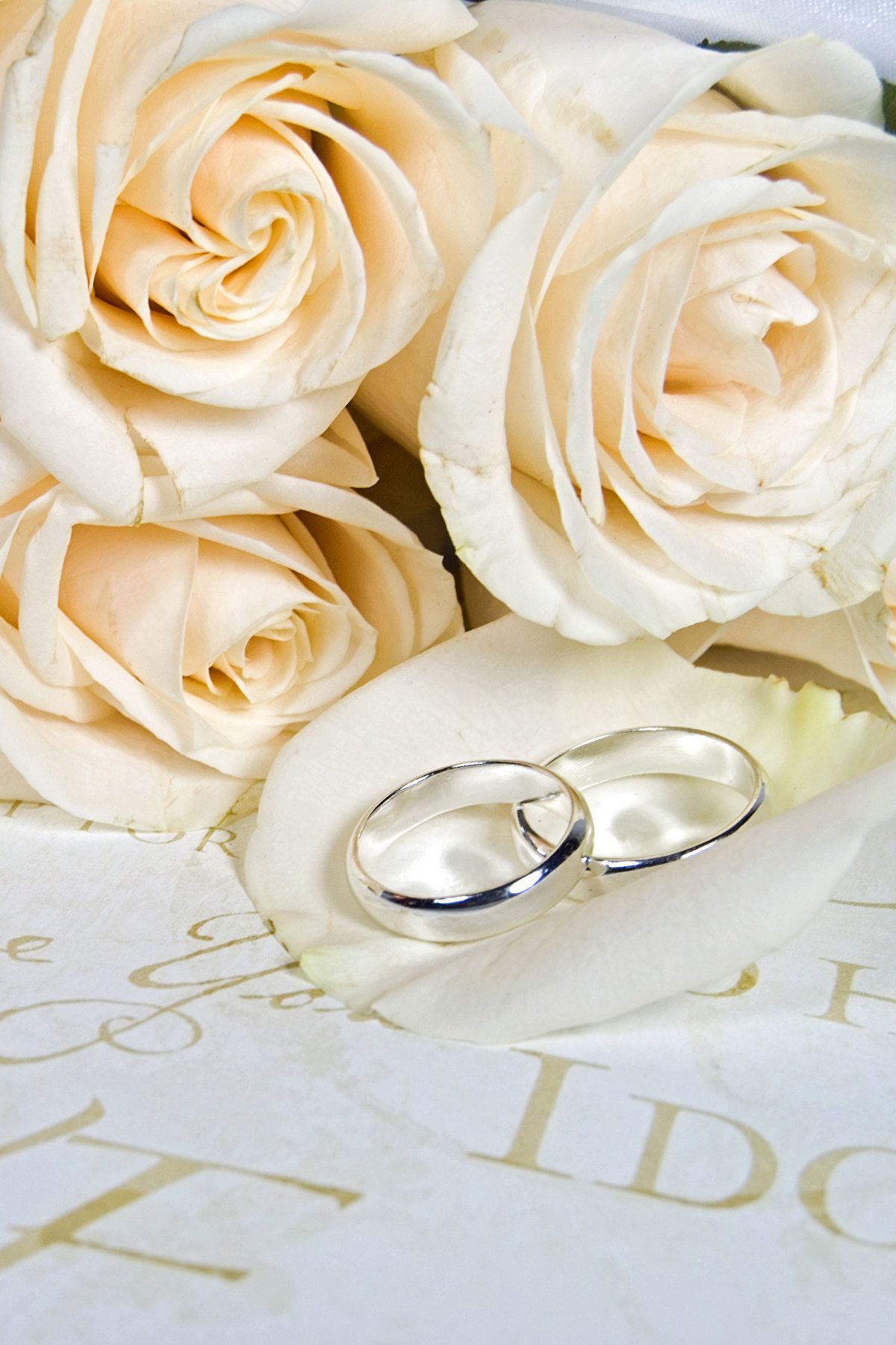 белые розы и обручальные кольца