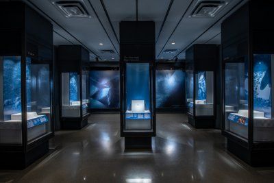 Выставка Okavango Blue в Американском музее естественной истории в Нью-Йорке