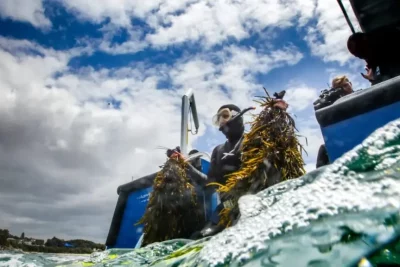 Возрождение подводных лесов: Bentley вкладывает средства в восстановление экосистем Австралии